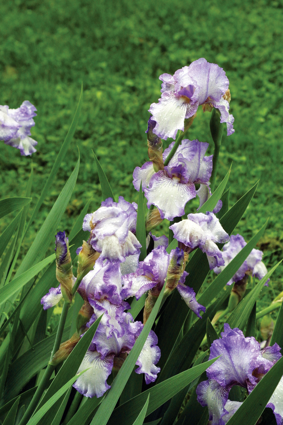 Iris 'Earl of Essex'