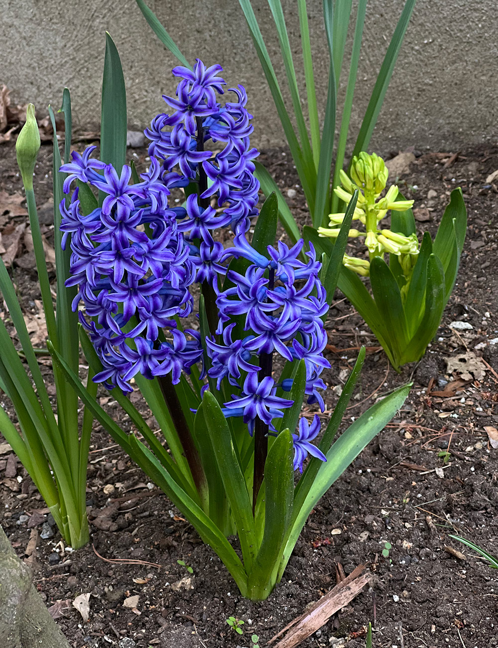 purple hyacinth