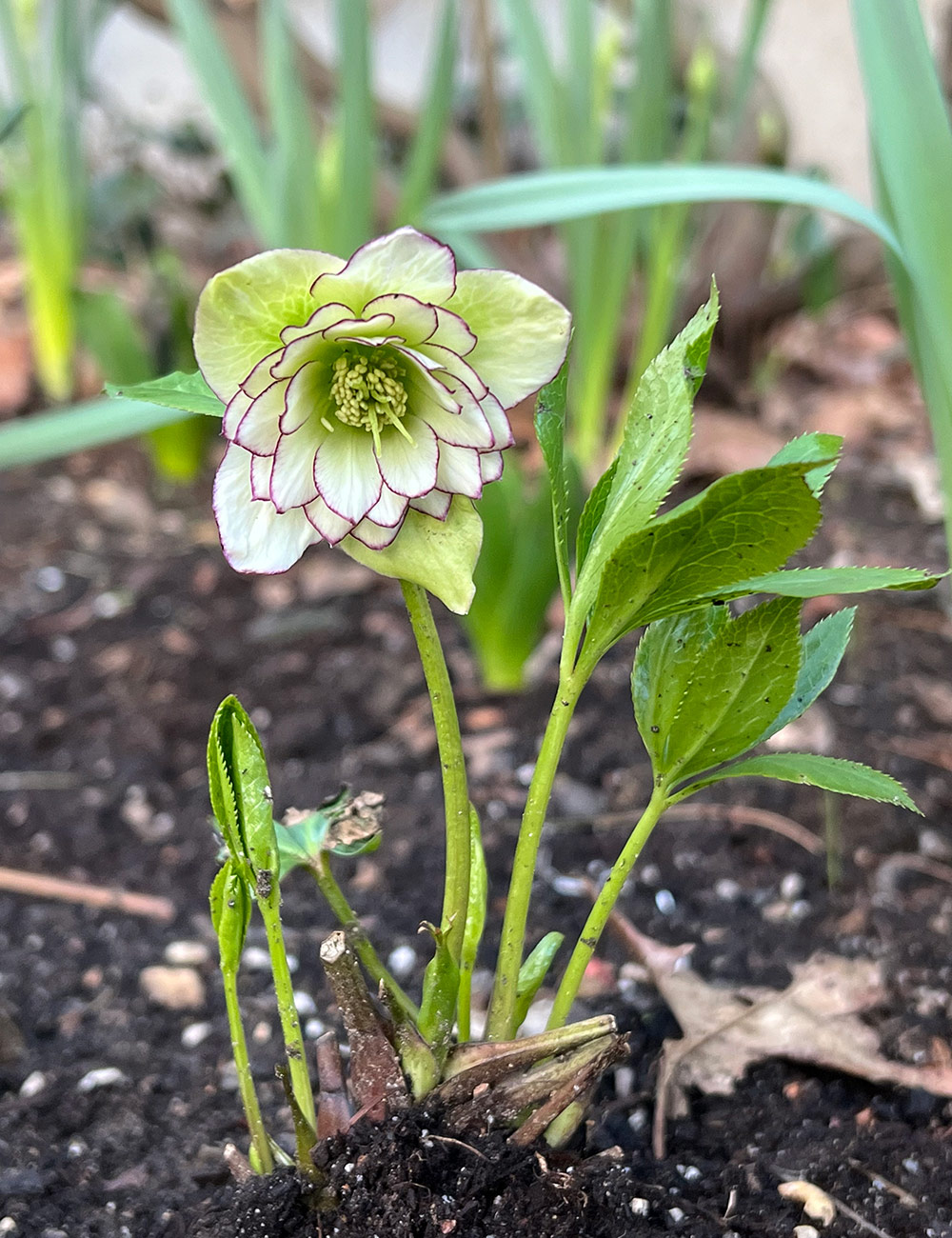 double hellebore
