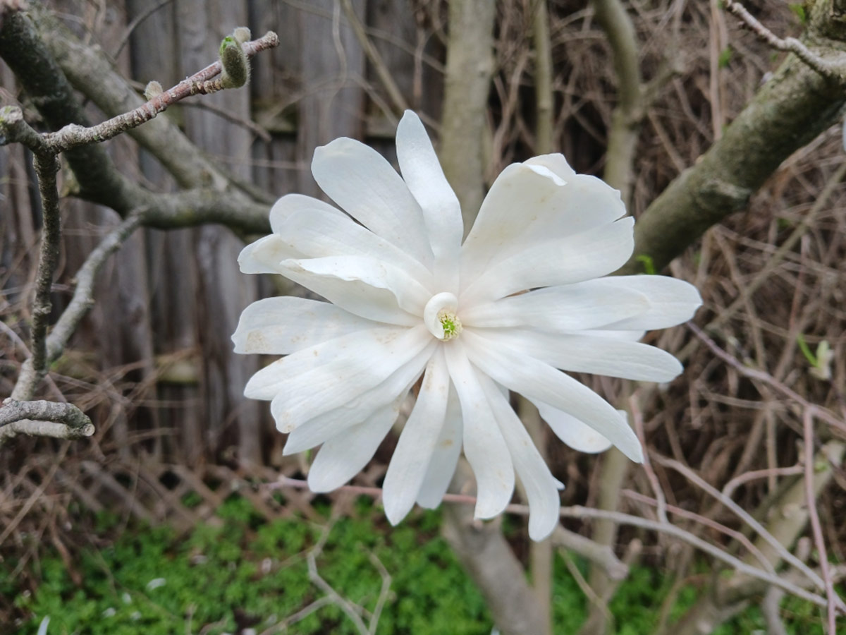 white magnolia flower