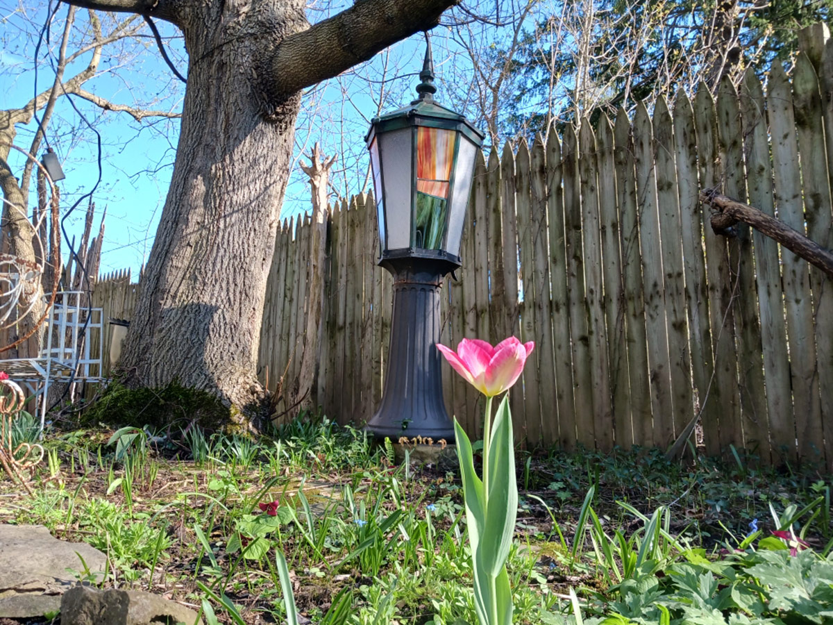 pink tulip in front of garden lantern