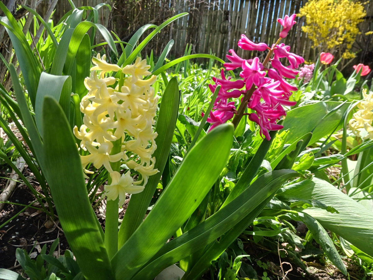 pink and yellow Hyacinthus