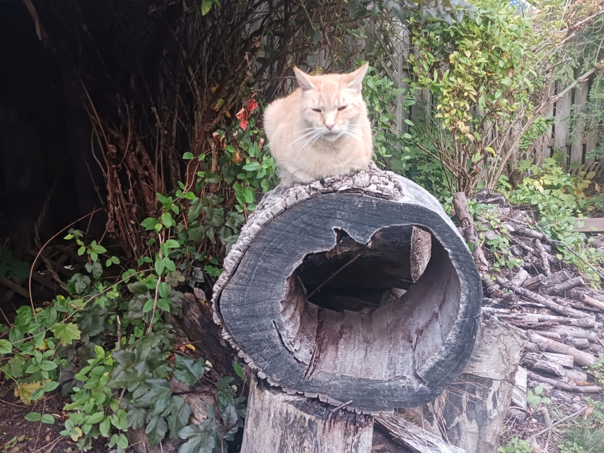 cat sitting on cut tree log