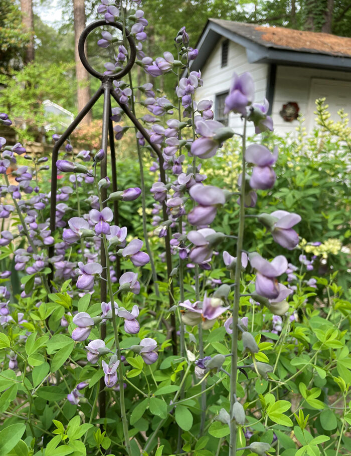 Beautiful Blooms from Susan's Garden in North Carolina - Fine