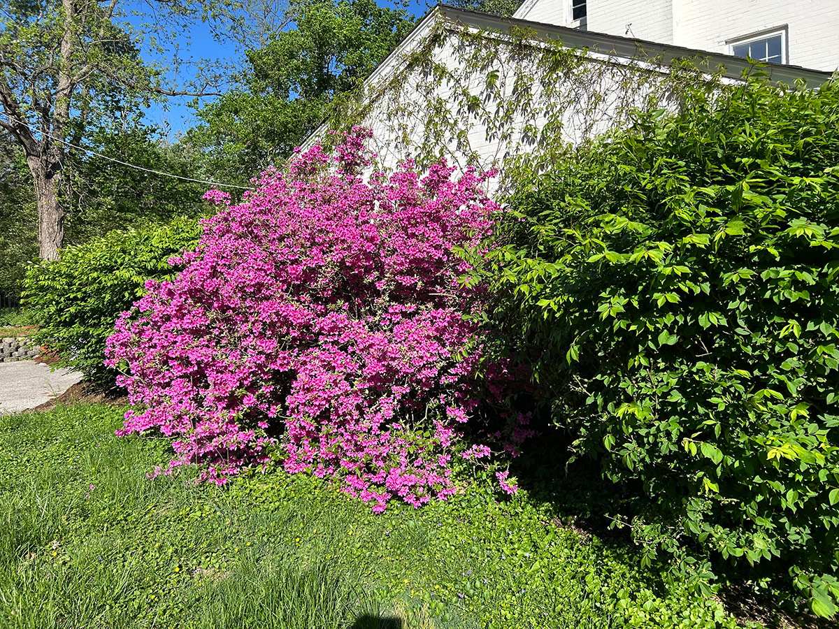 large azalea covered in purple flowers
