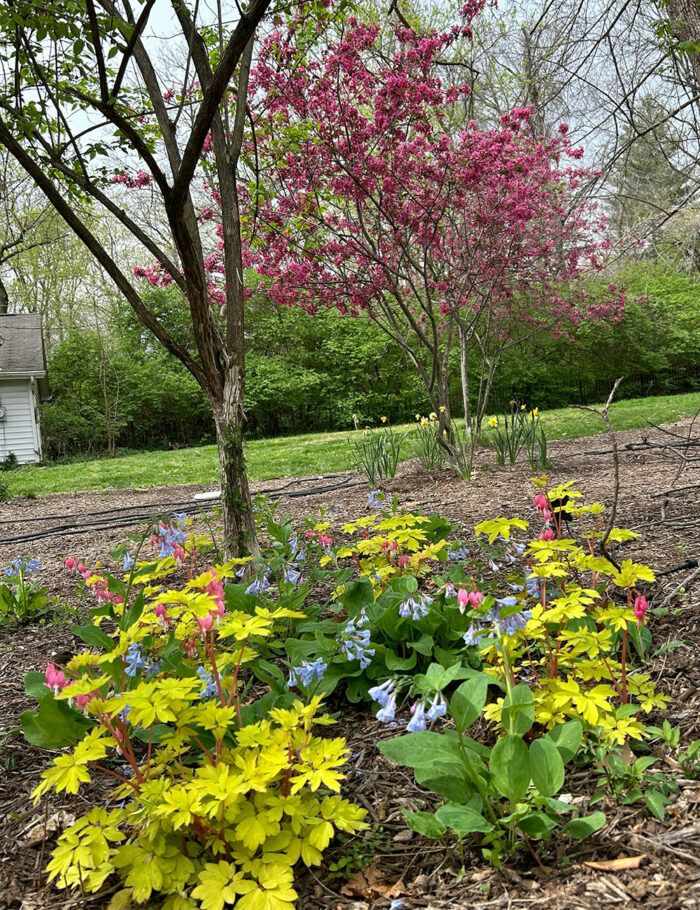 Margaret's Spring Garden in St. Louis - Fine Gardening