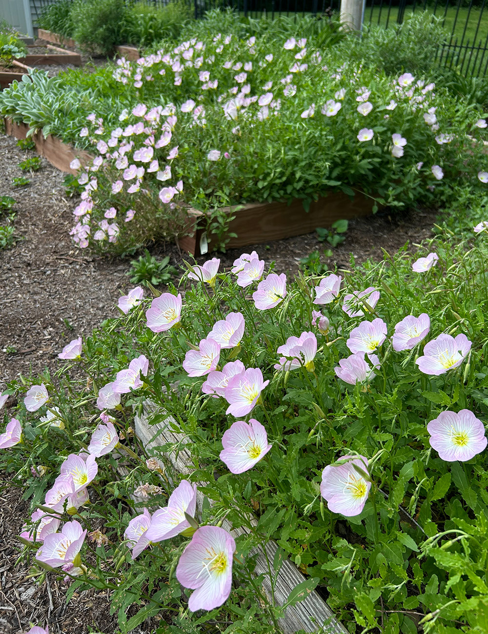 pink evening primrose