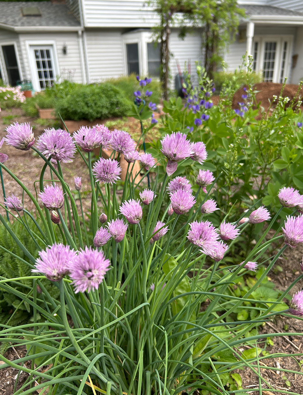 pink chive flowers with purple indigo in the background