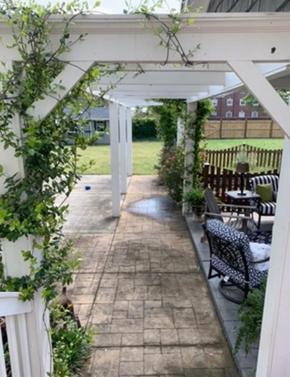 pergola with new vines plants climbing