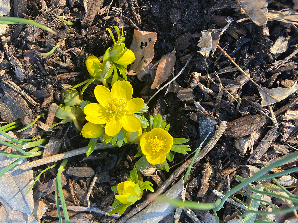 yellow winter aconites flowers