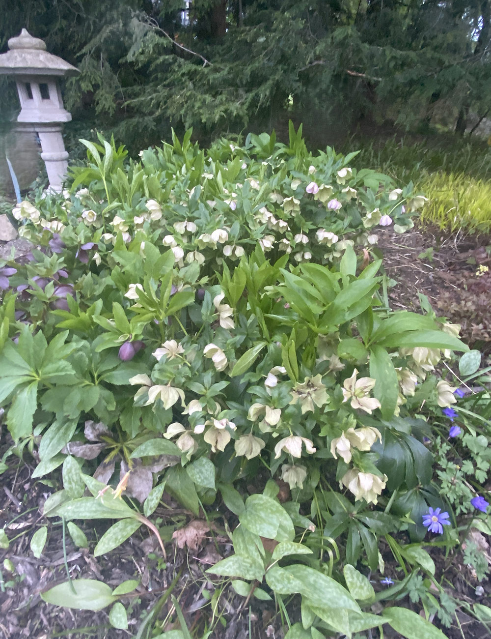 large clump of white hellebores