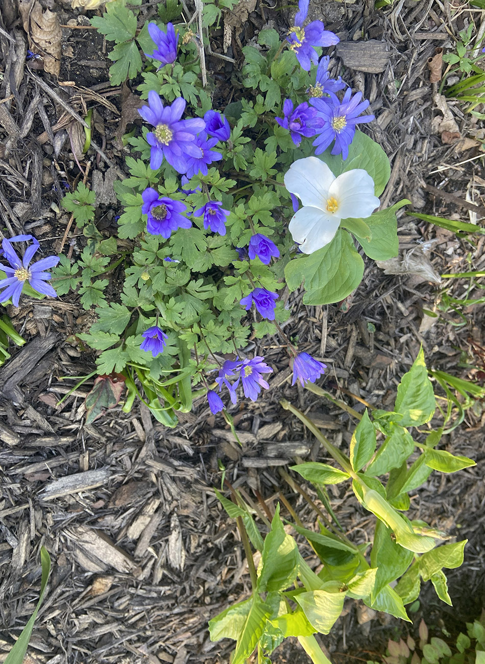white trillium with Anemone blanda