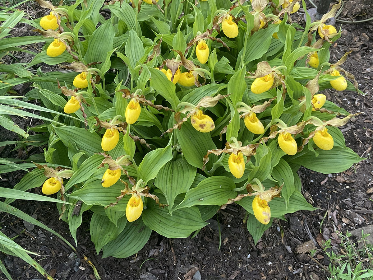 yellow lady's slippers