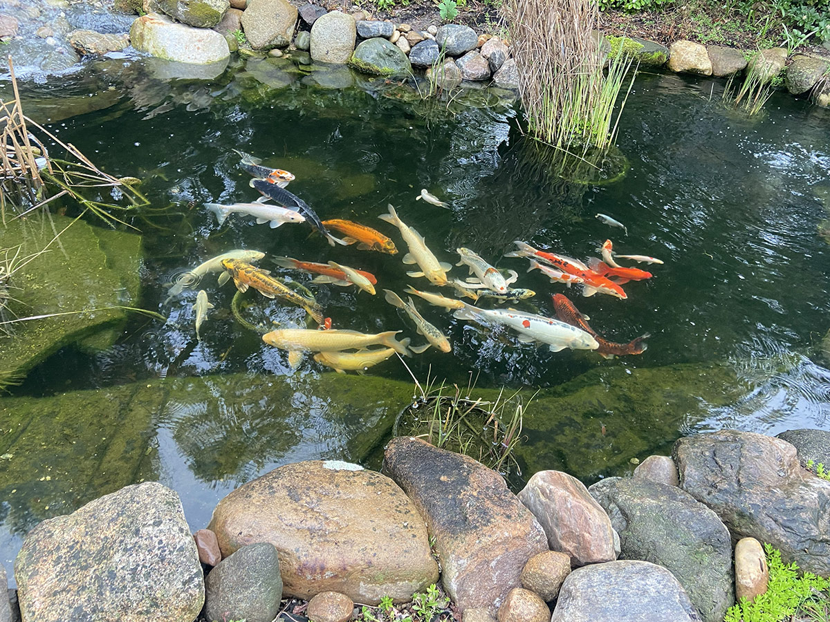 koi fish