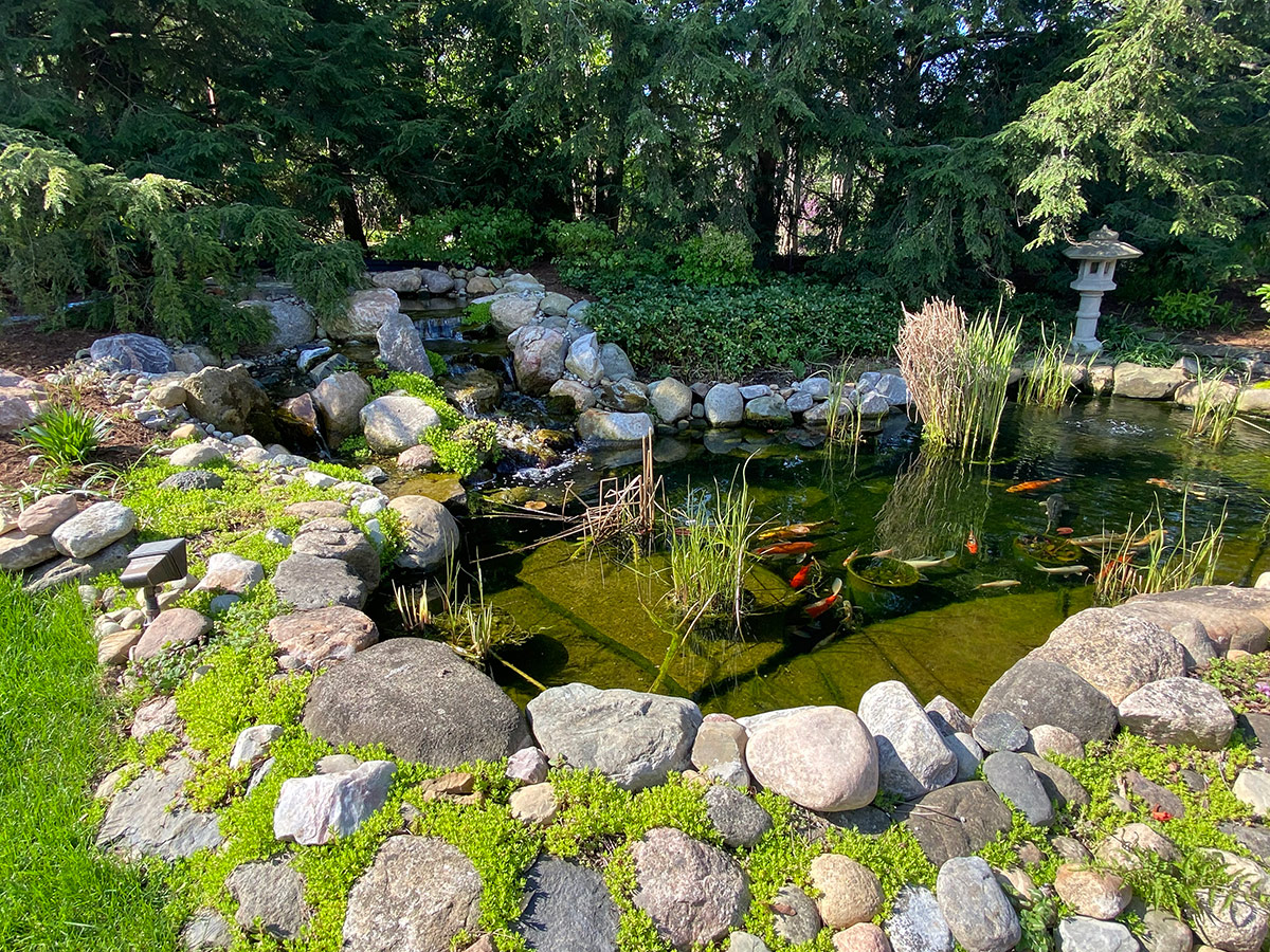 garden pond with koi fish