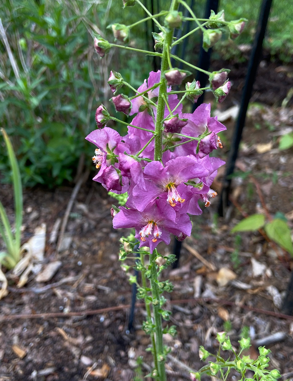 purple verbascum