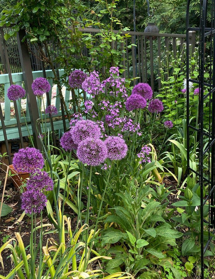 A Blue and Purple Spring in Dot's Garden - Fine Gardening