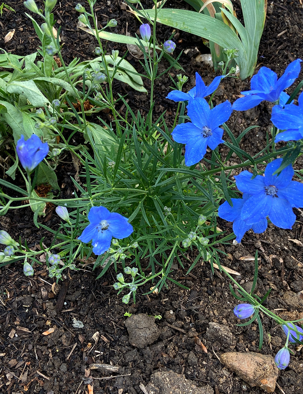 bright blue larkspur