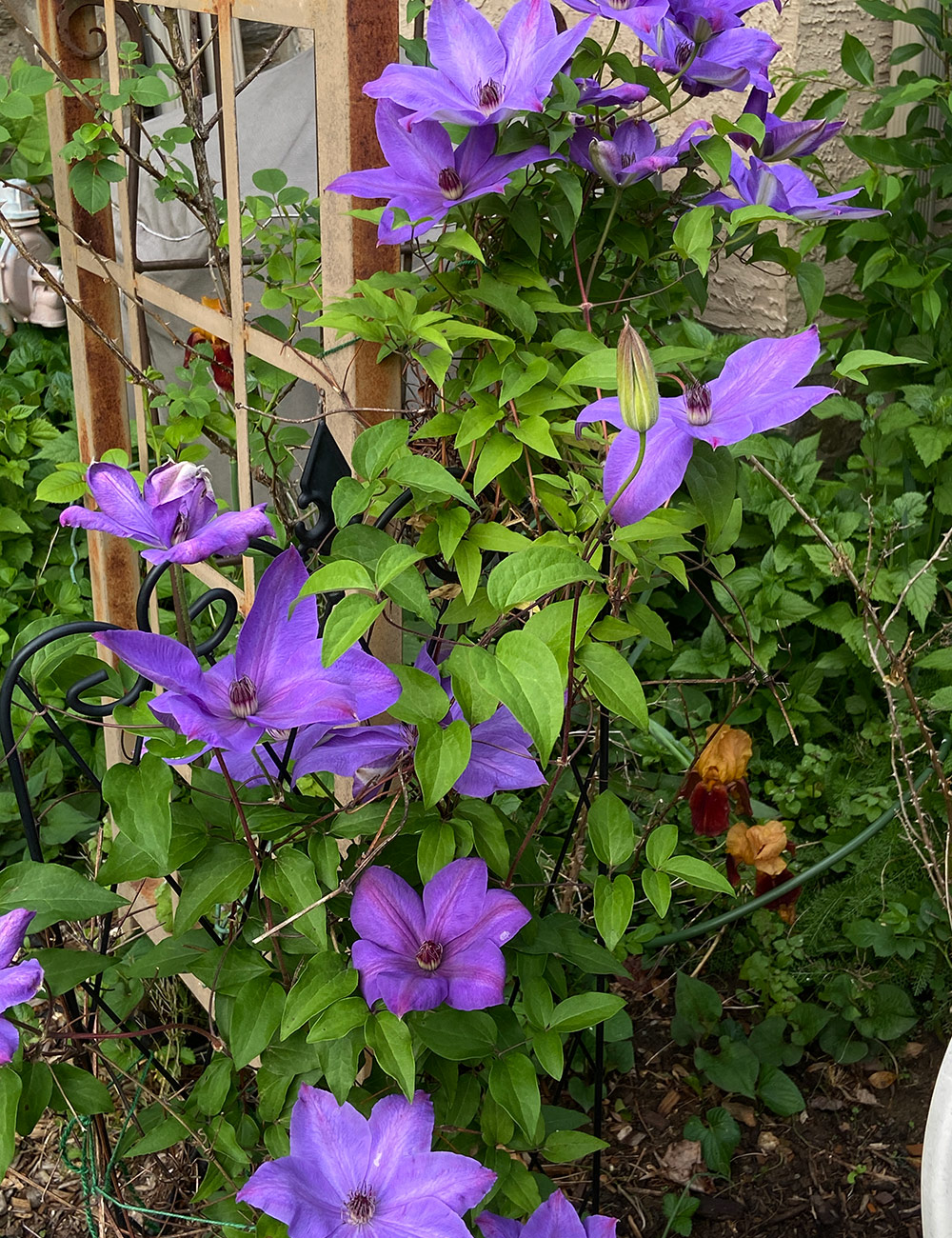 purple clematis