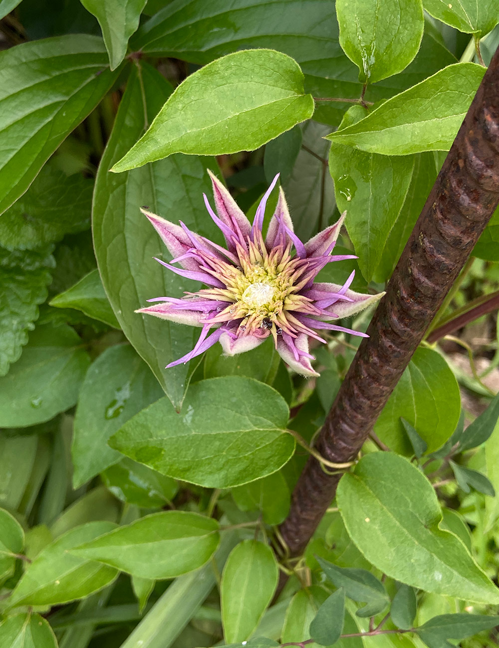 clematis flower unfurling