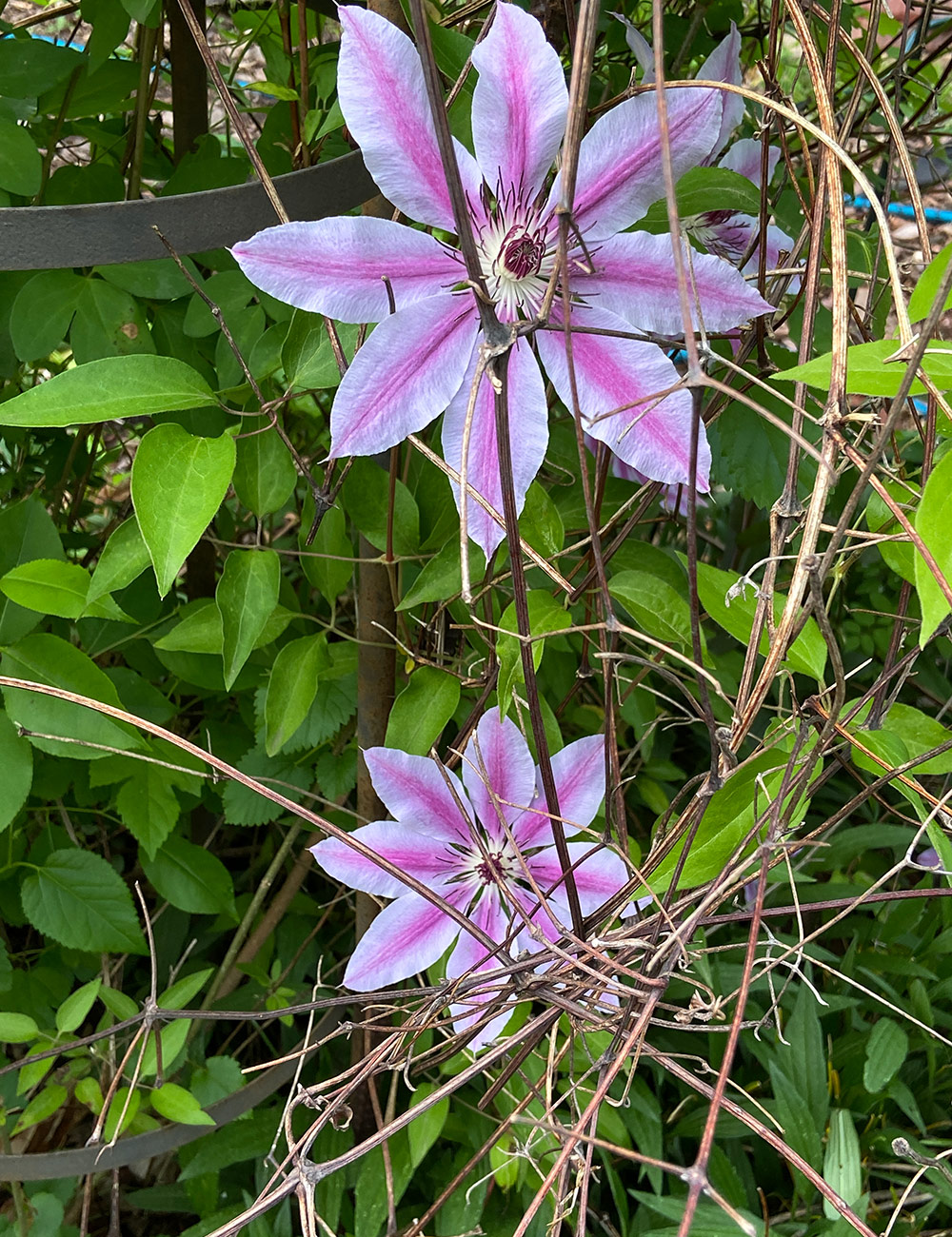 Nellie Moser clematis