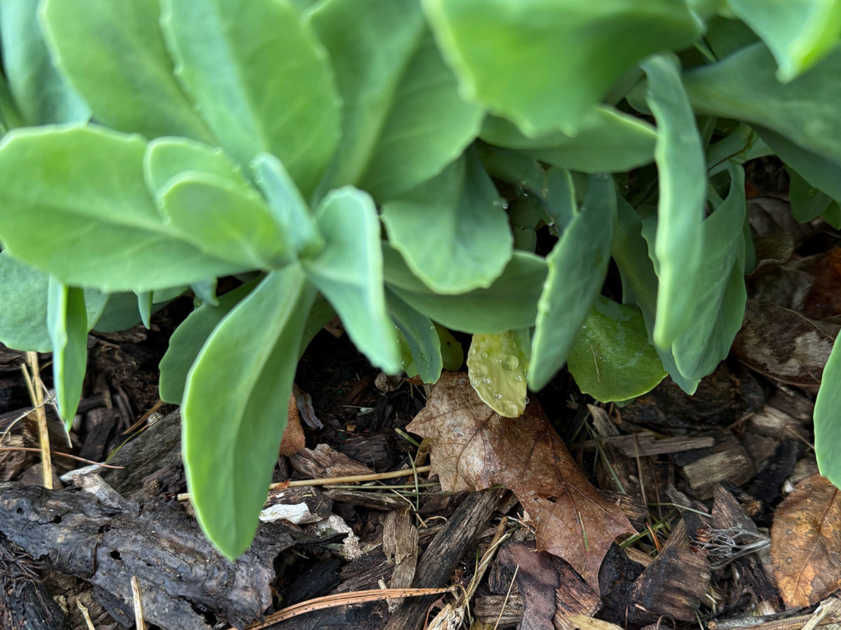 mulch under new plant