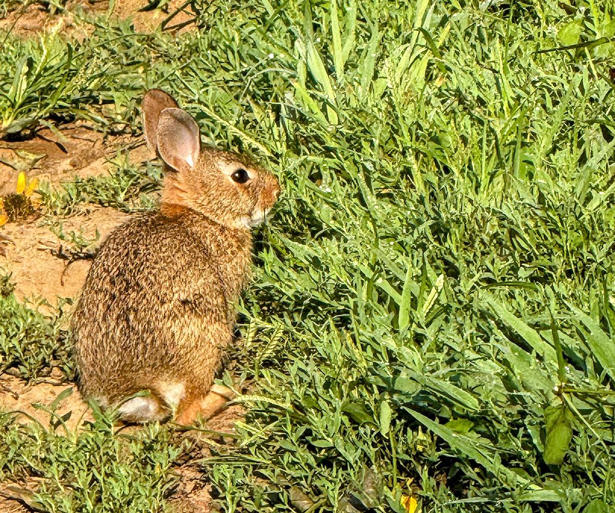 rabbit in garden