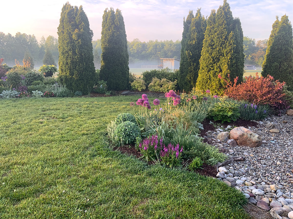 arborvitae in back of garden