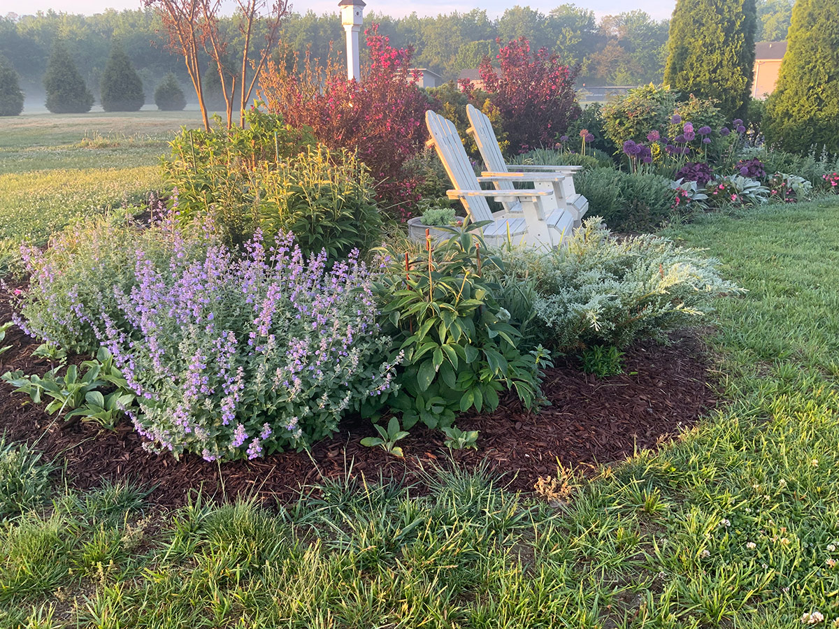 purple flowers at edge of garden