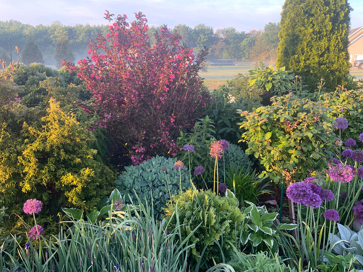 colorful foliage plant in spring garden