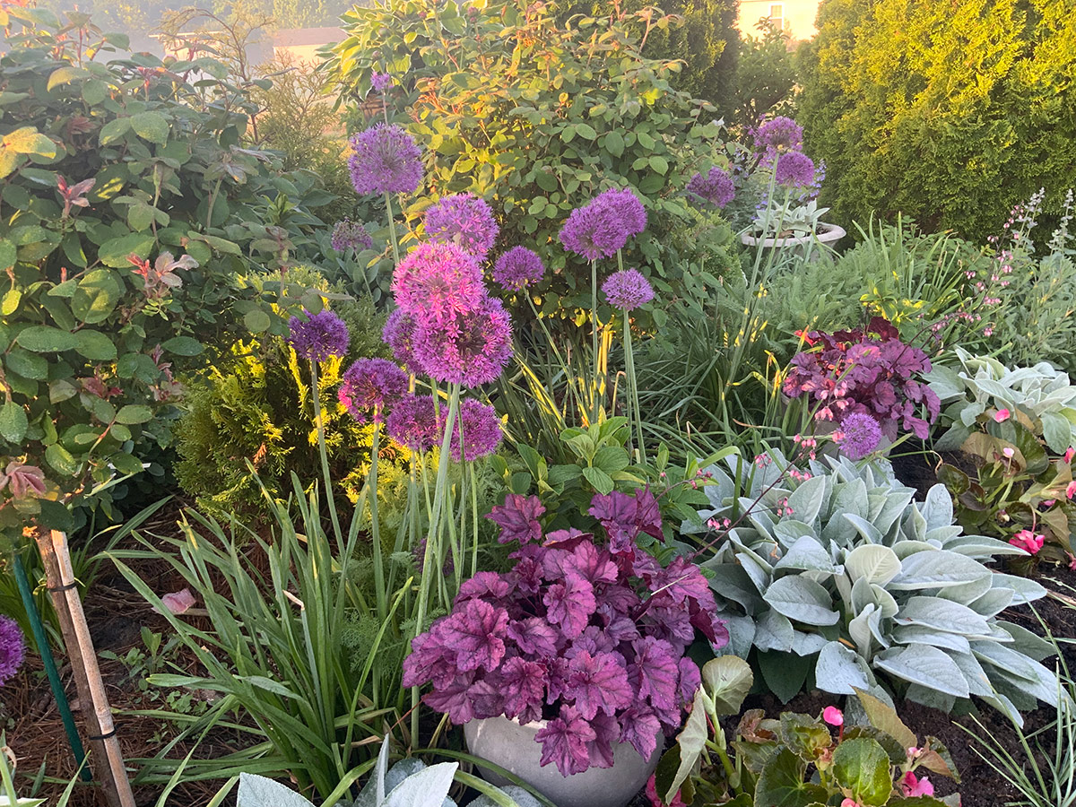 purple flowers and foliage