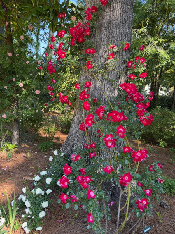 bright pink rose climbing a tree trunk