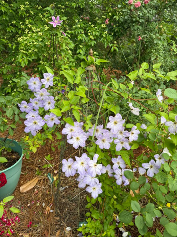 light purple clematis
