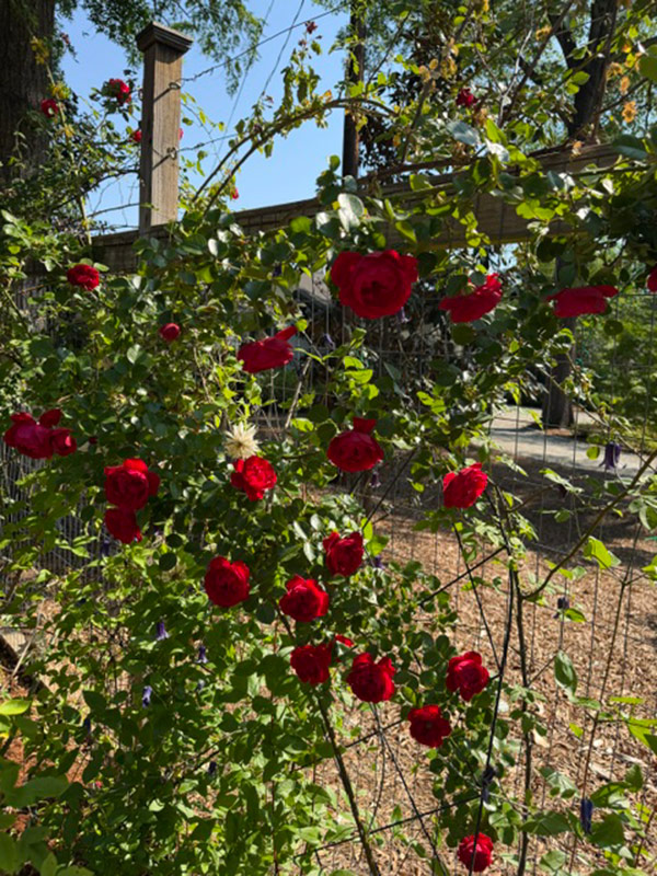 deep red rose