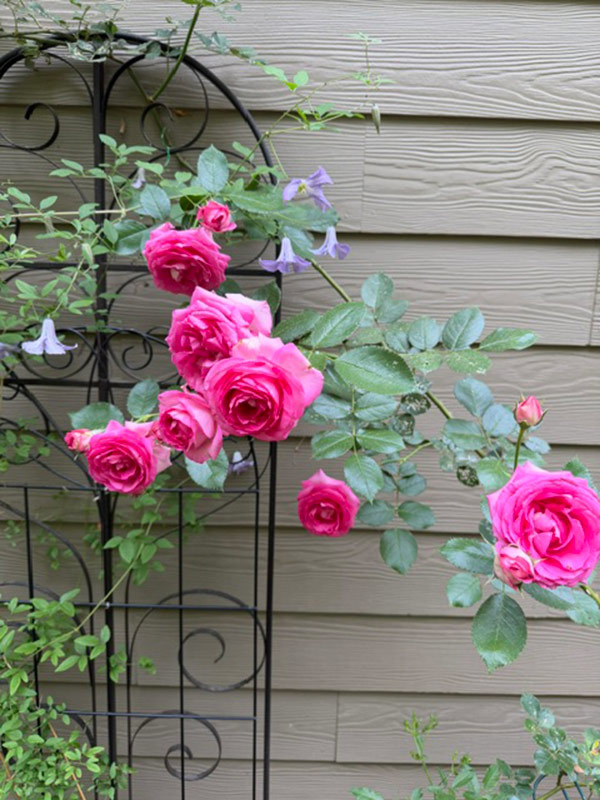 bright pink roses
