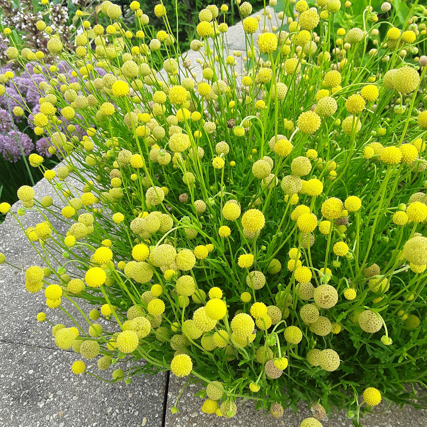 Pineapple flower