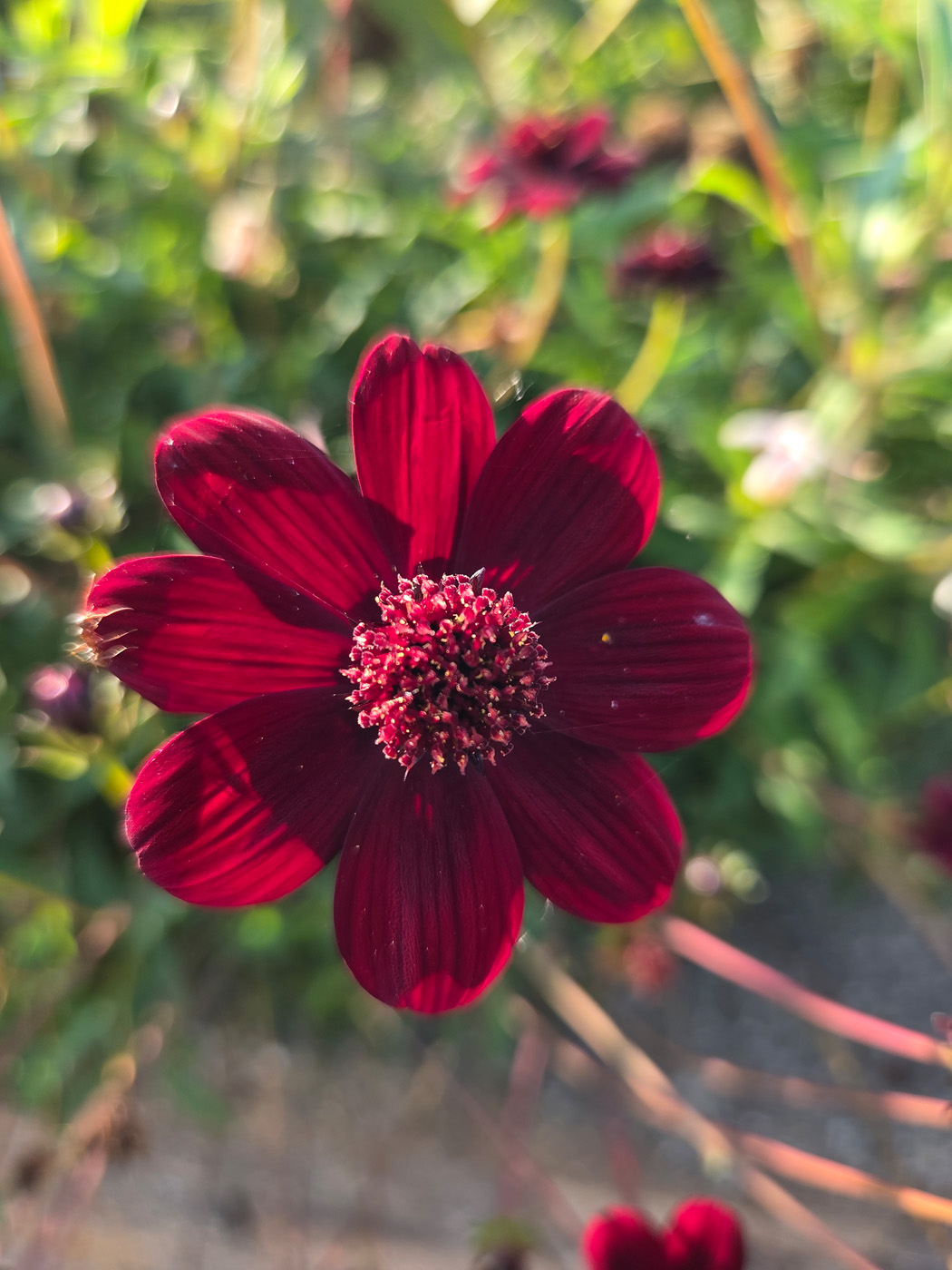 Chocolate cosmos bloom