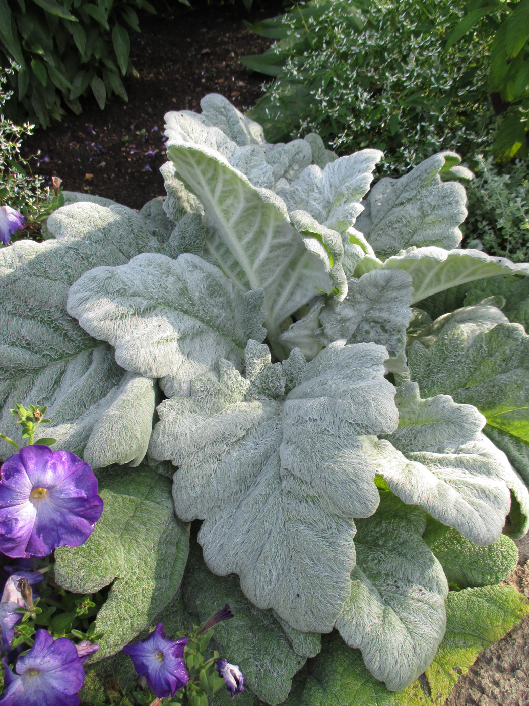 Salvia argentea