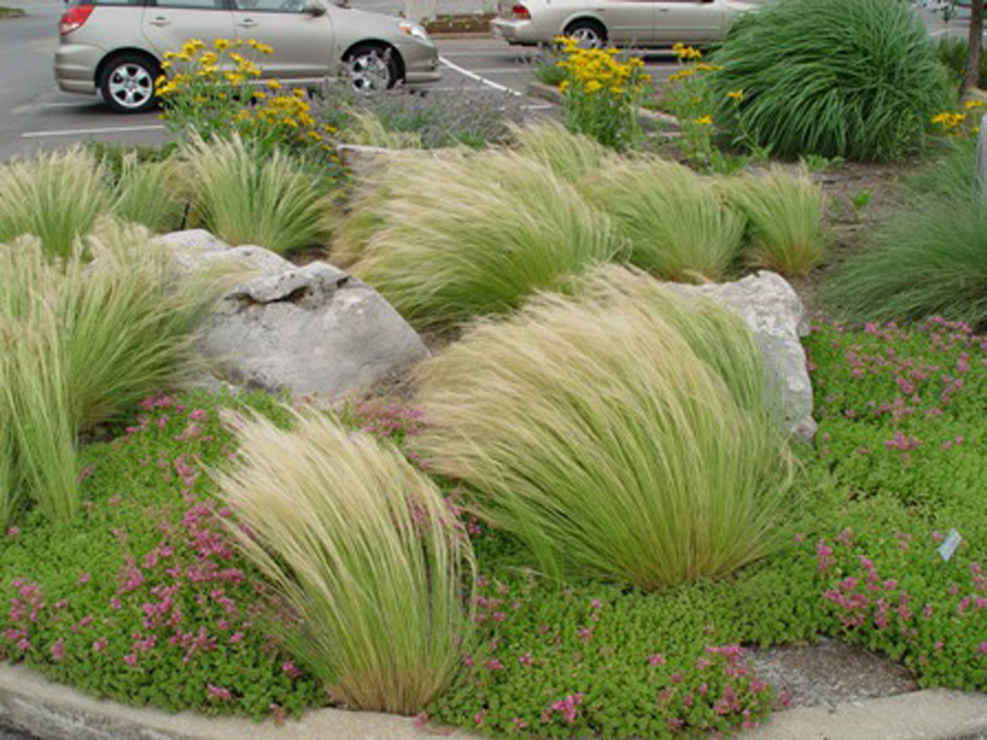 Mexican feather grass