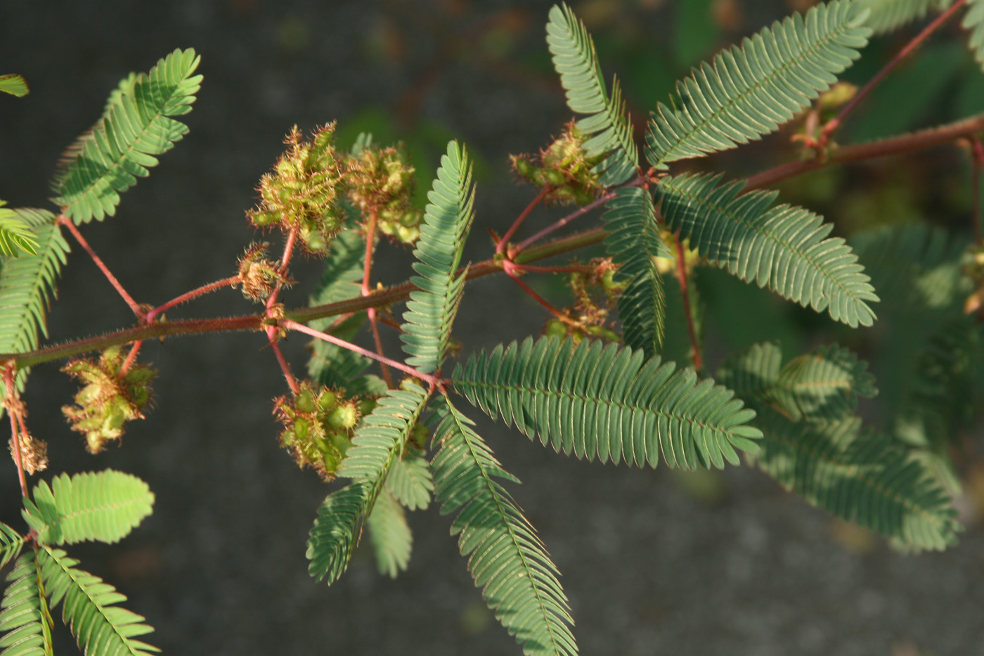 Sensitive plant