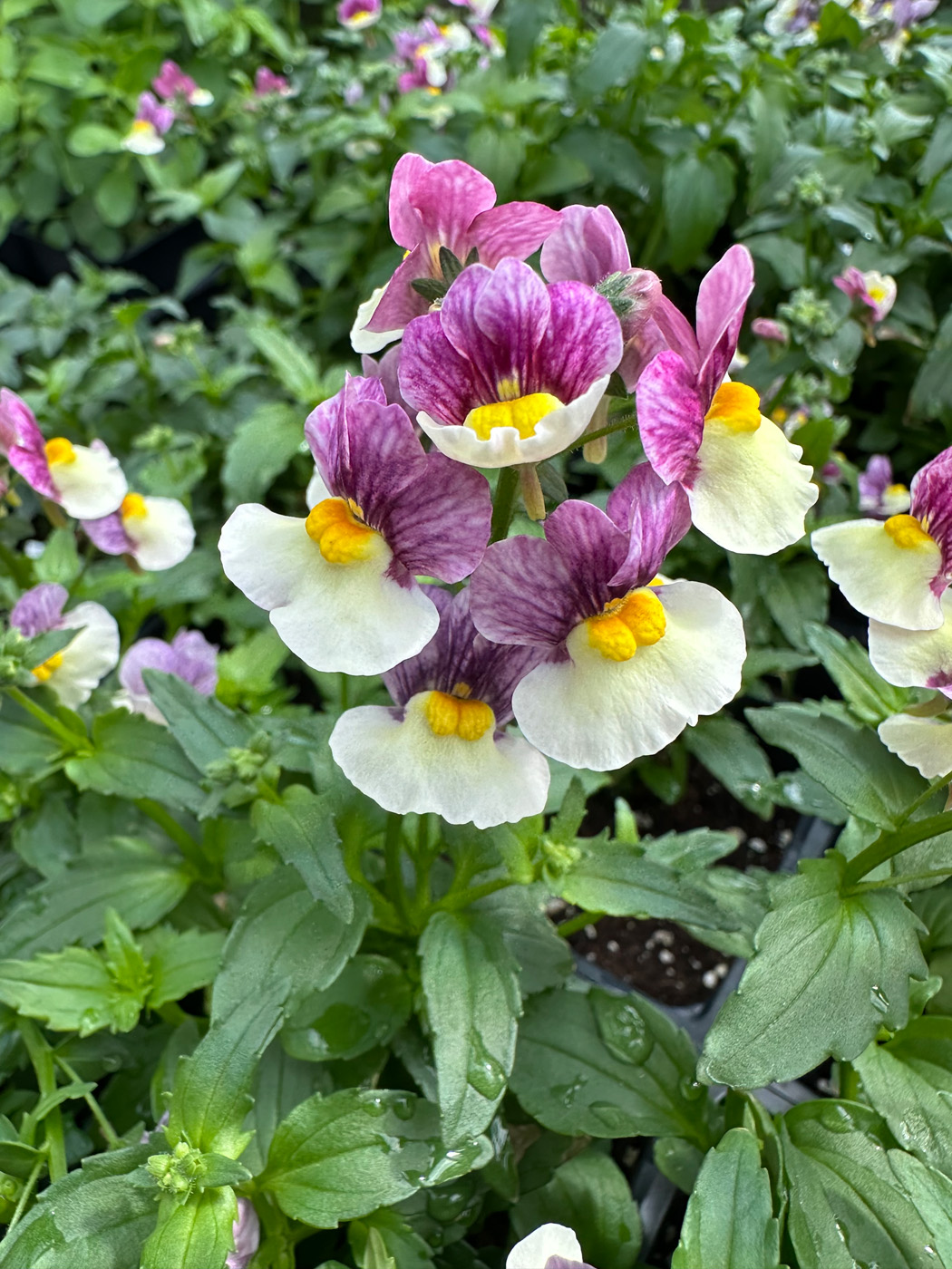 Aromance® nemesia