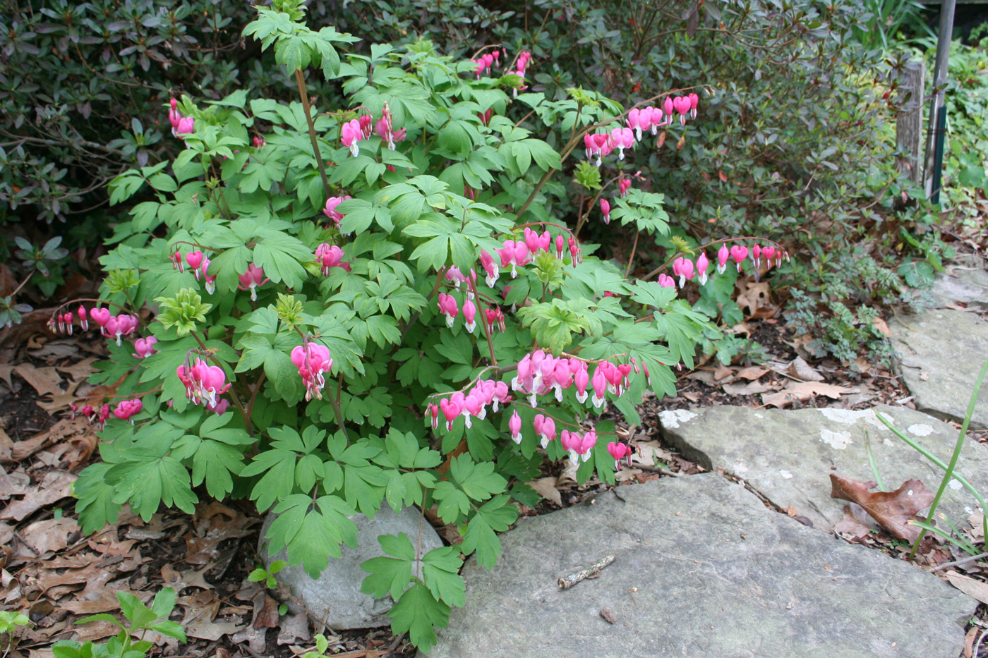 Old-fashioned bleeding heart