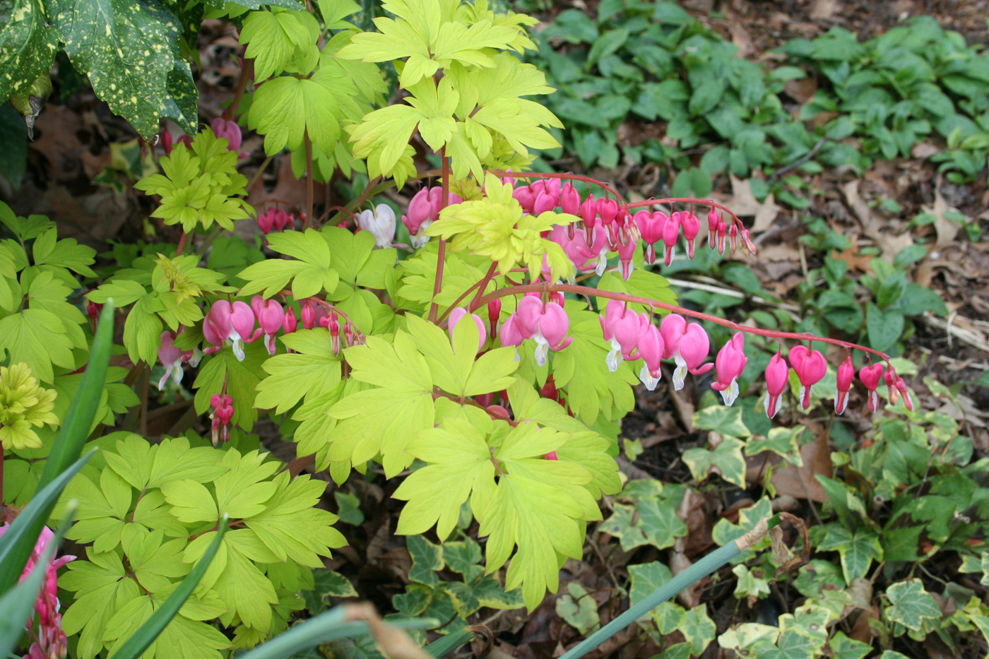 ‘Gold Heart’ bleeding heart
