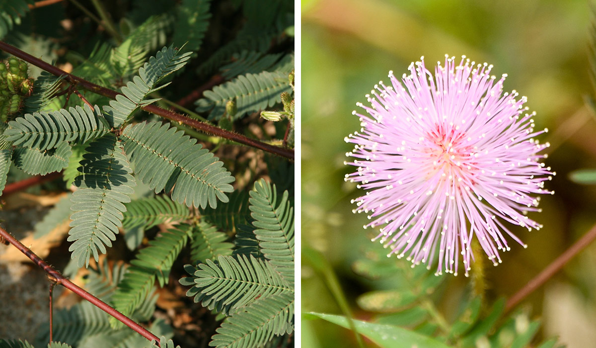 sensitive plant 