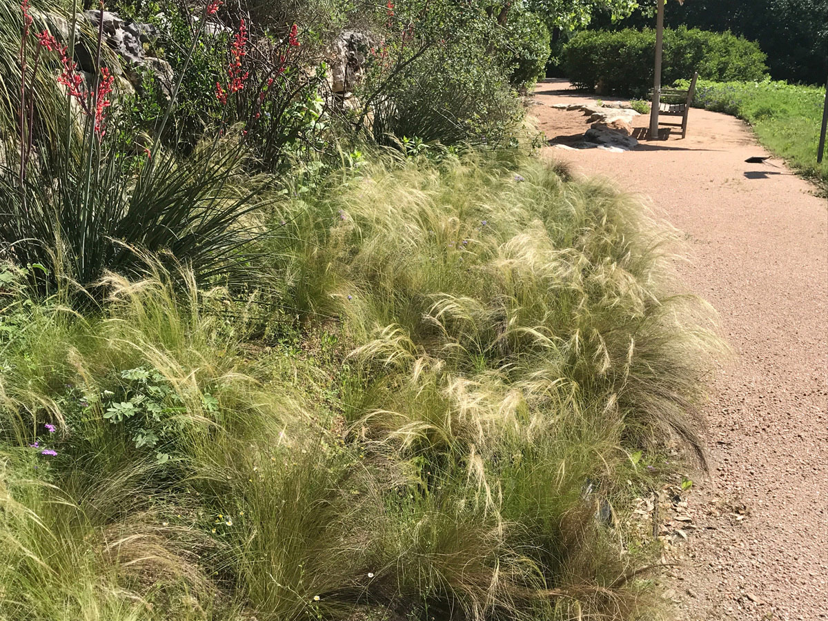 Mexican feather grass
