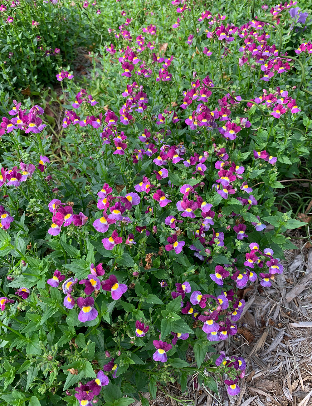 Aromance Mulberry nemesia