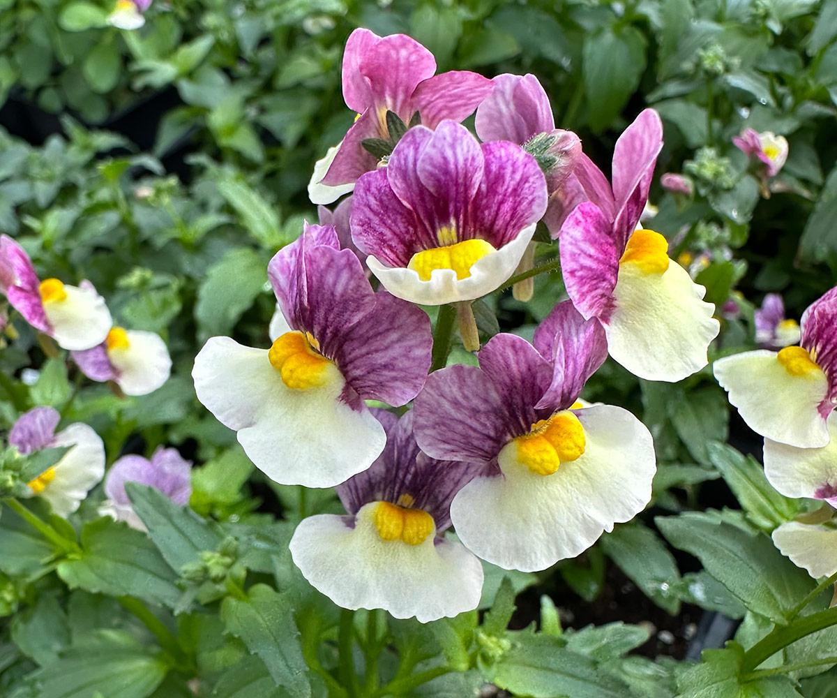 Aromance Plum Honey