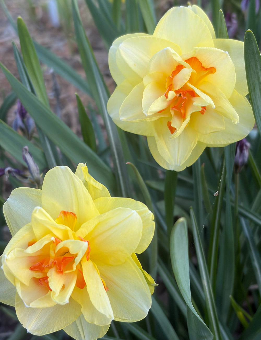 Tahiti Double Daffodil