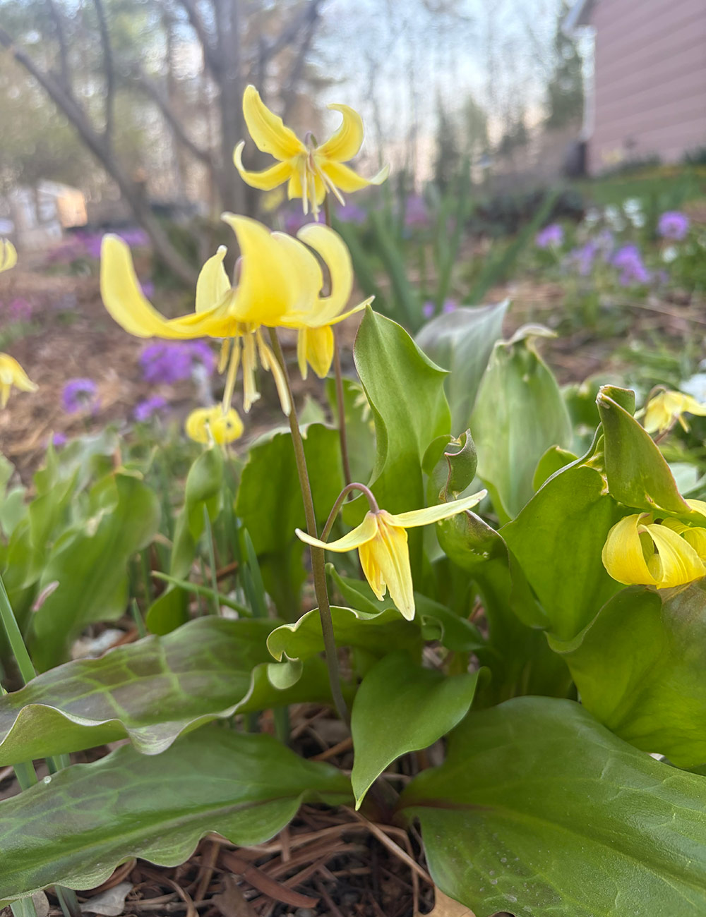 Pagoda trout lily
