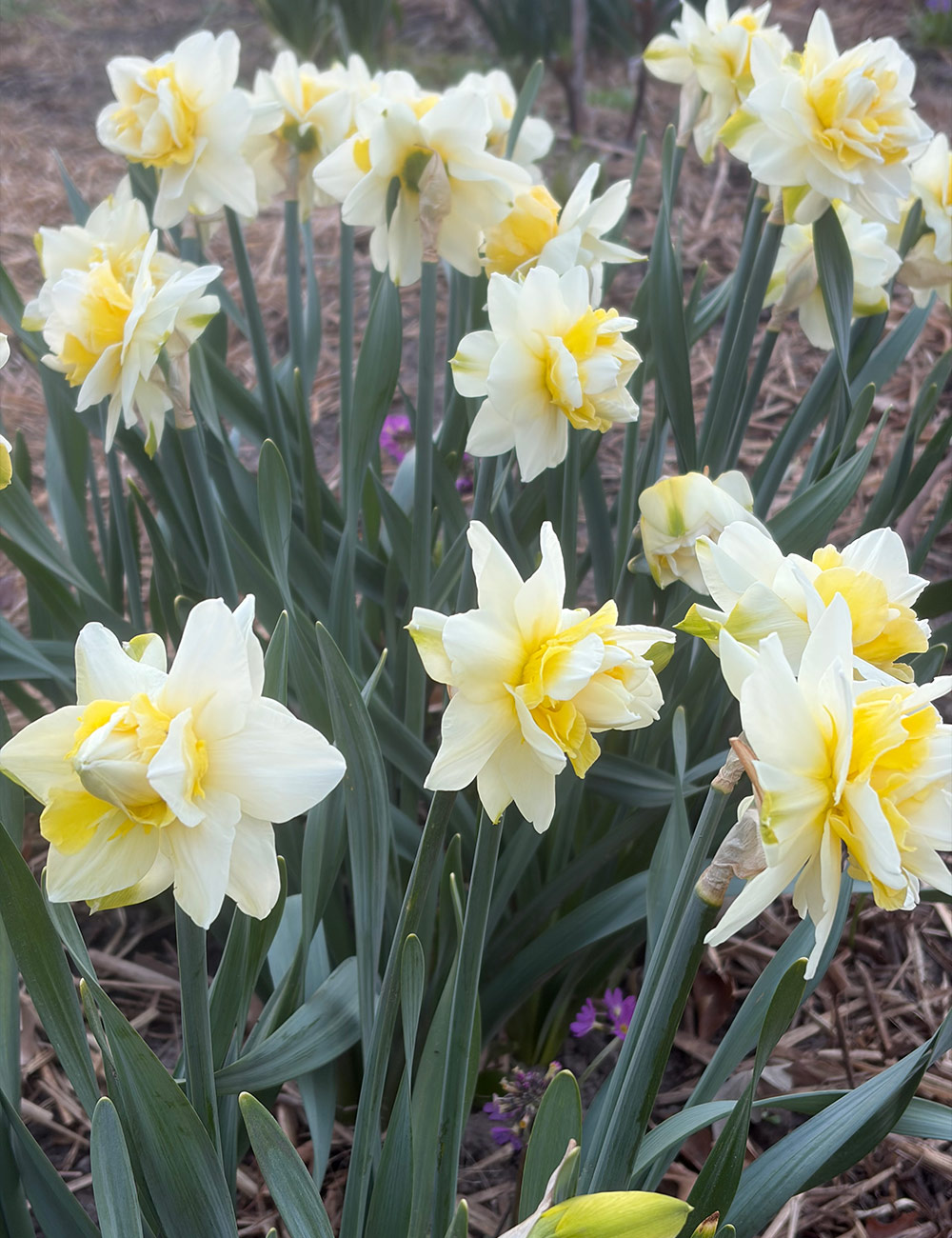 Lingerie double Daffodil